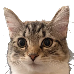 Junie, my tabby cat.