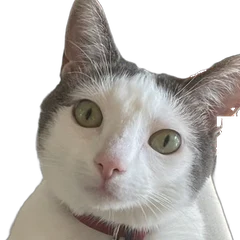 Pippa, my white and gray cat.
